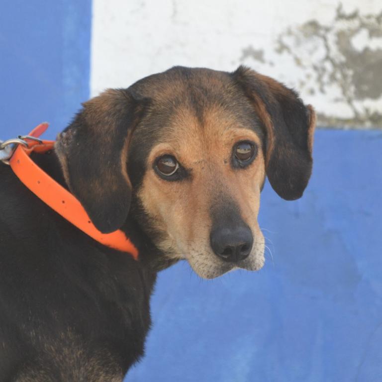hunde aus portugal